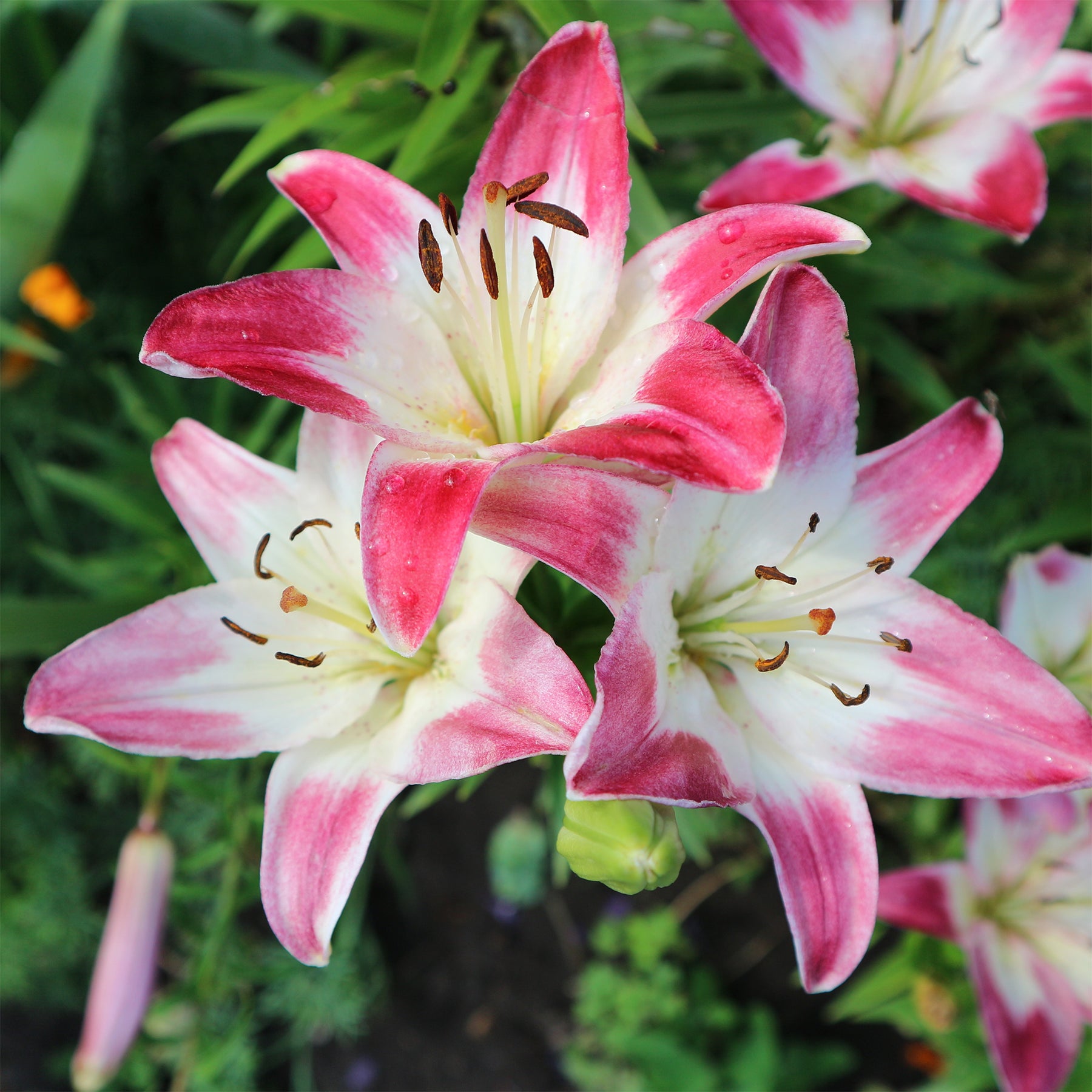 Lollypop Aziatische lelies (x3) - Lilium lollypop - Willemse