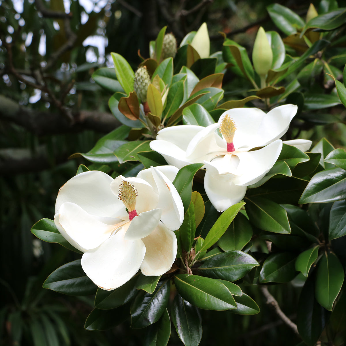 Grootbloemige Magnolia - Magnolia grandiflora - Willemse
