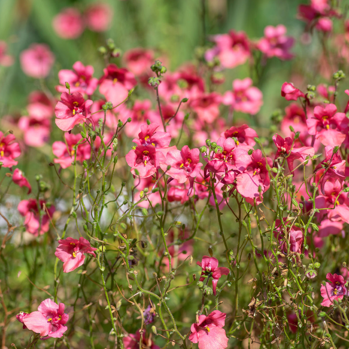 roze elfenspoor - Diascia fetcaniensis - Willemse