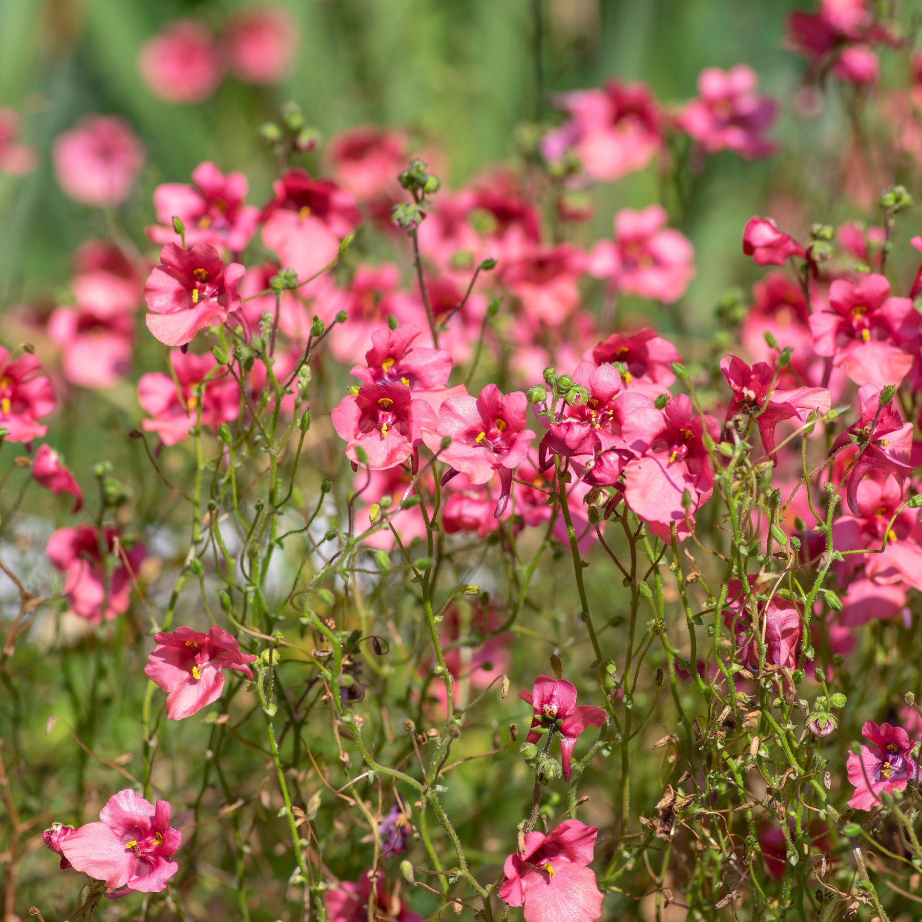 roze elfenspoor - Diascia fetcaniensis - Willemse