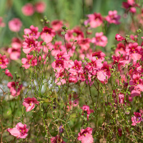 roze elfenspoor - Diascia fetcaniensis - Willemse