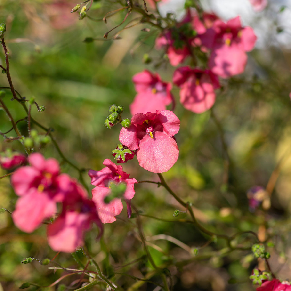 roze elfenspoor - Willemse