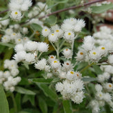Witte knoop - Anaphalis margaritacea neuschnee - Willemse