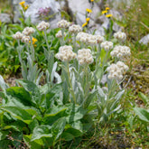 Witte knoop - Willemse