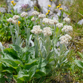 Witte knoop - Willemse