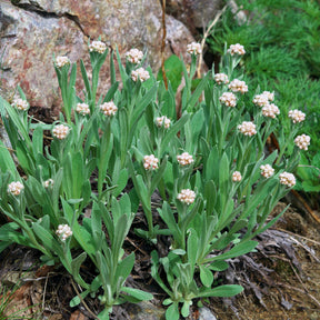 Witte knoop - Anaphalis alpicola - Willemse