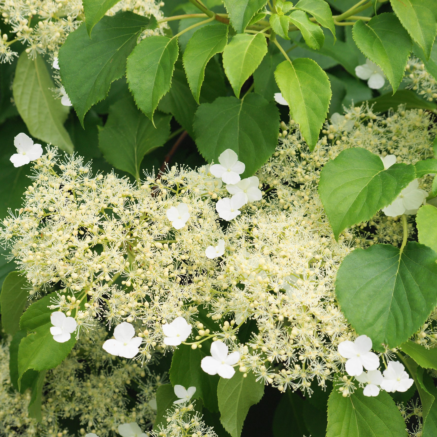 Klimhortensia