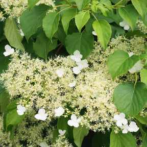 Klimhortensia