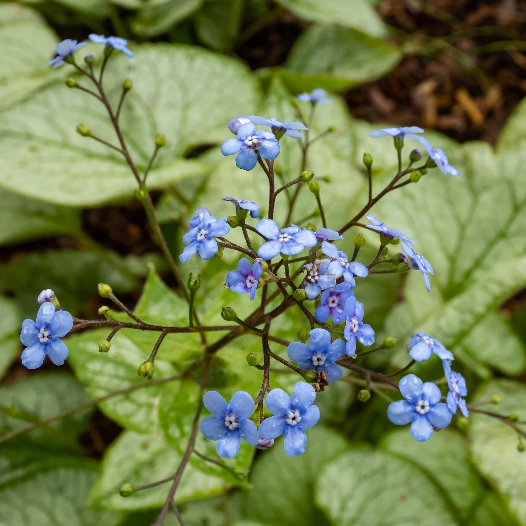Brunnera macrophylla jack frost - Kaukasische vergeet-mij-nietje 'Jack Frost' - Myosotis