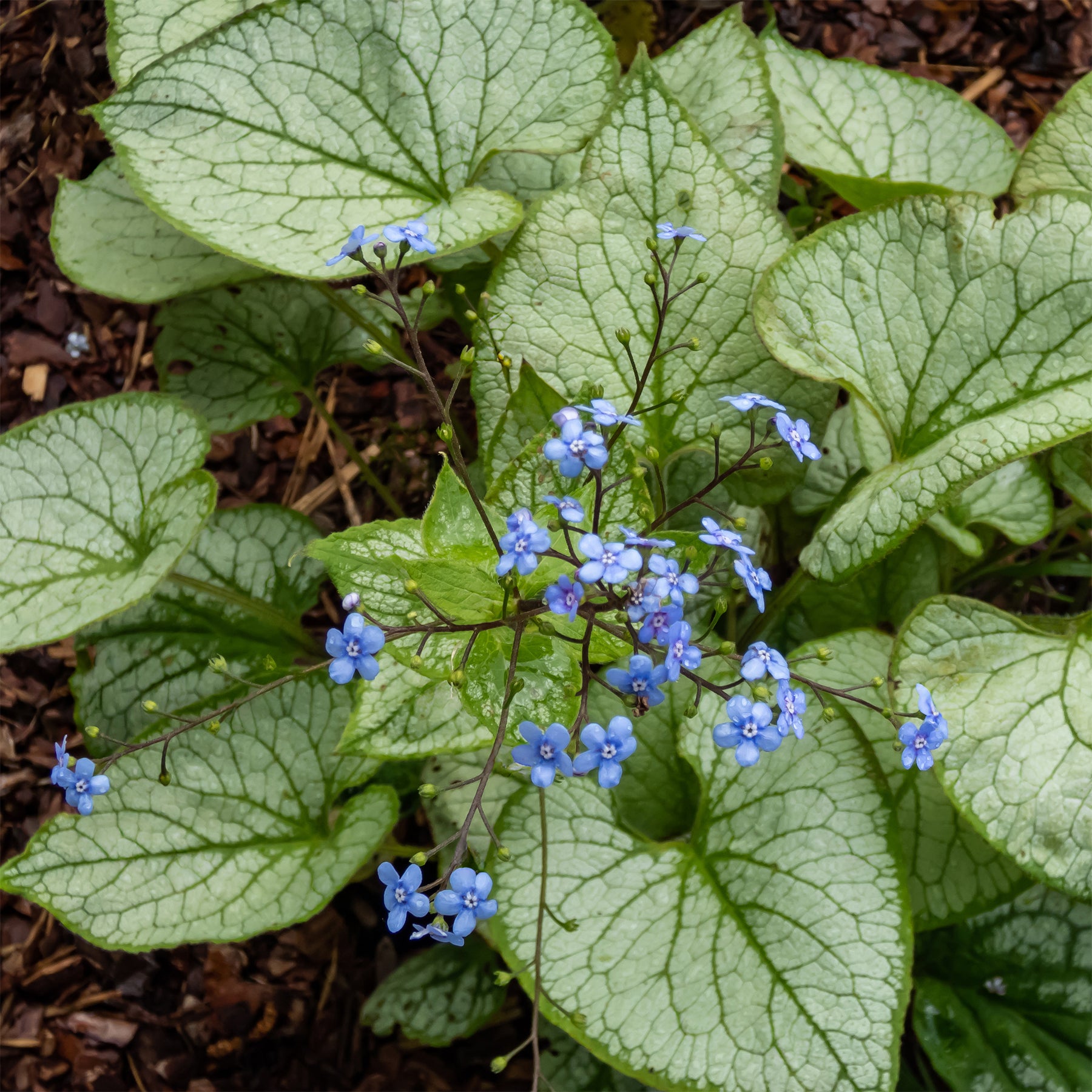 Kaukasische vergeet-mij-nietje 'Jack Frost' - Brunnera macrophylla jack frost - Willemse