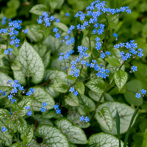 Myosotis - Kaukasische vergeet-mij-nietje 'Jack Frost' - Brunnera macrophylla jack frost