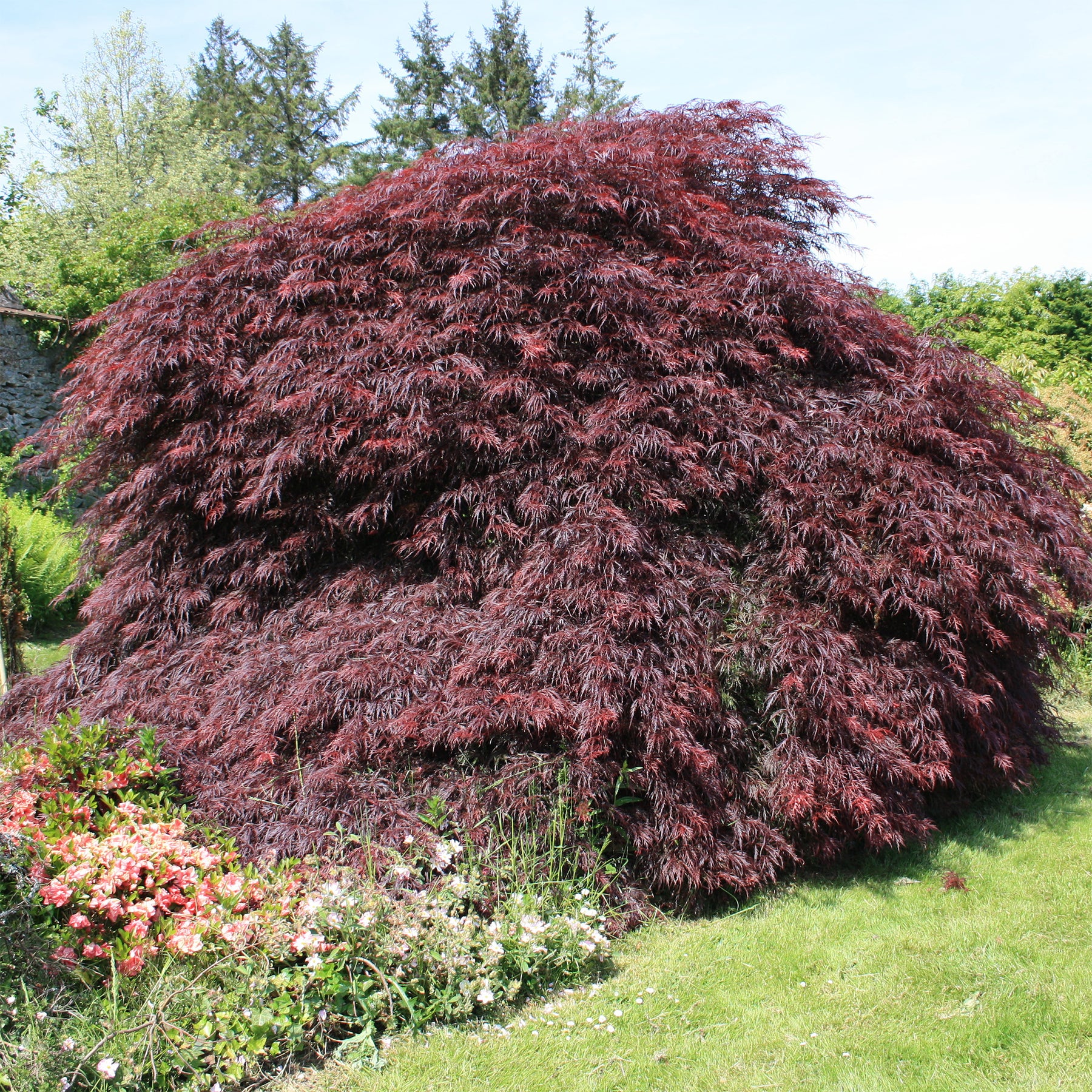 Japanse esdoorn 'Garnet' - Willemse