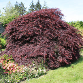 Japanse esdoorn 'Garnet' - Willemse