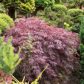 Japanse esdoorn 'Garnet' - Acer palmatum dissectum Garnet - Willemse