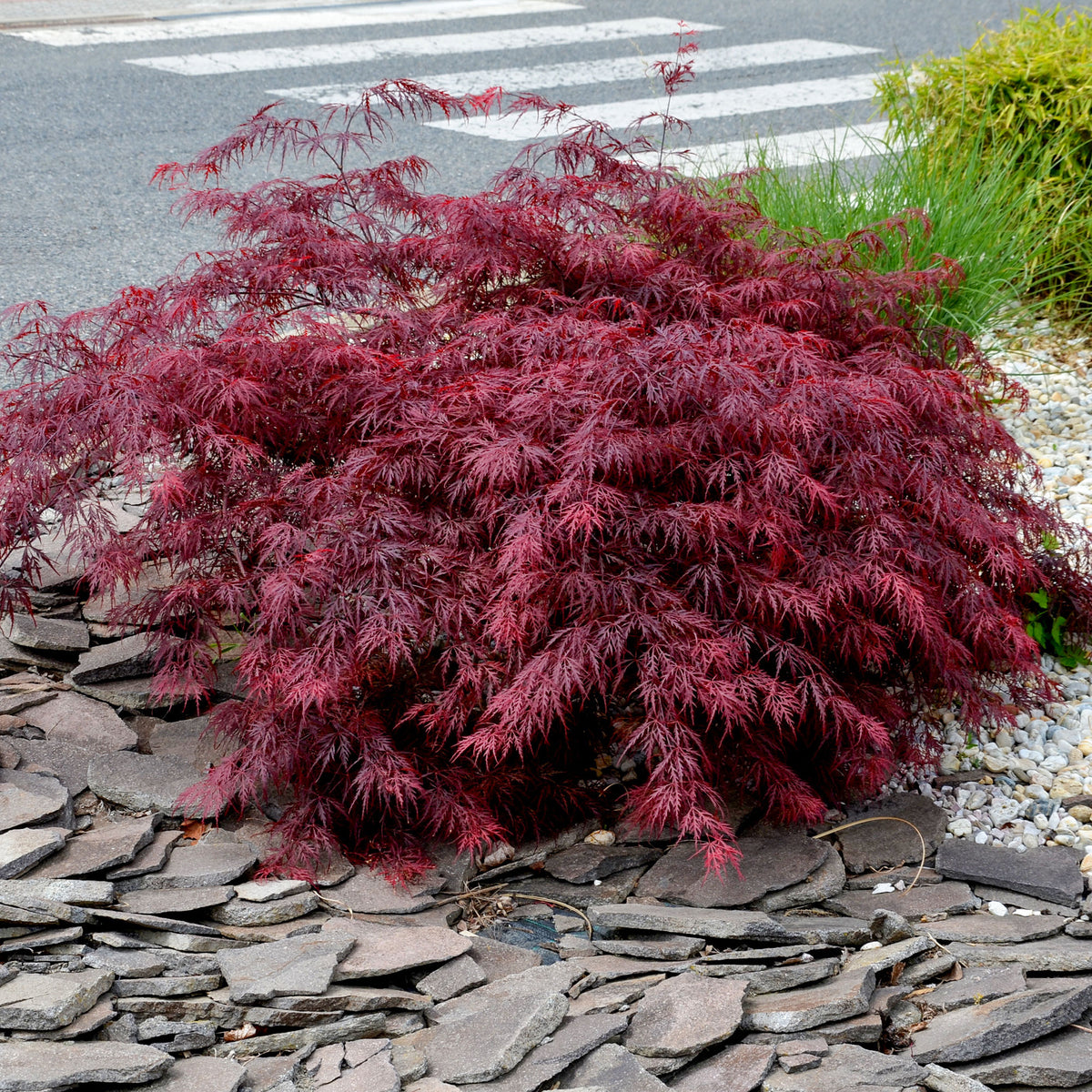 Japanse esdoorn - Japanse esdoorn 'Garnet' - Acer palmatum dissectum Garnet