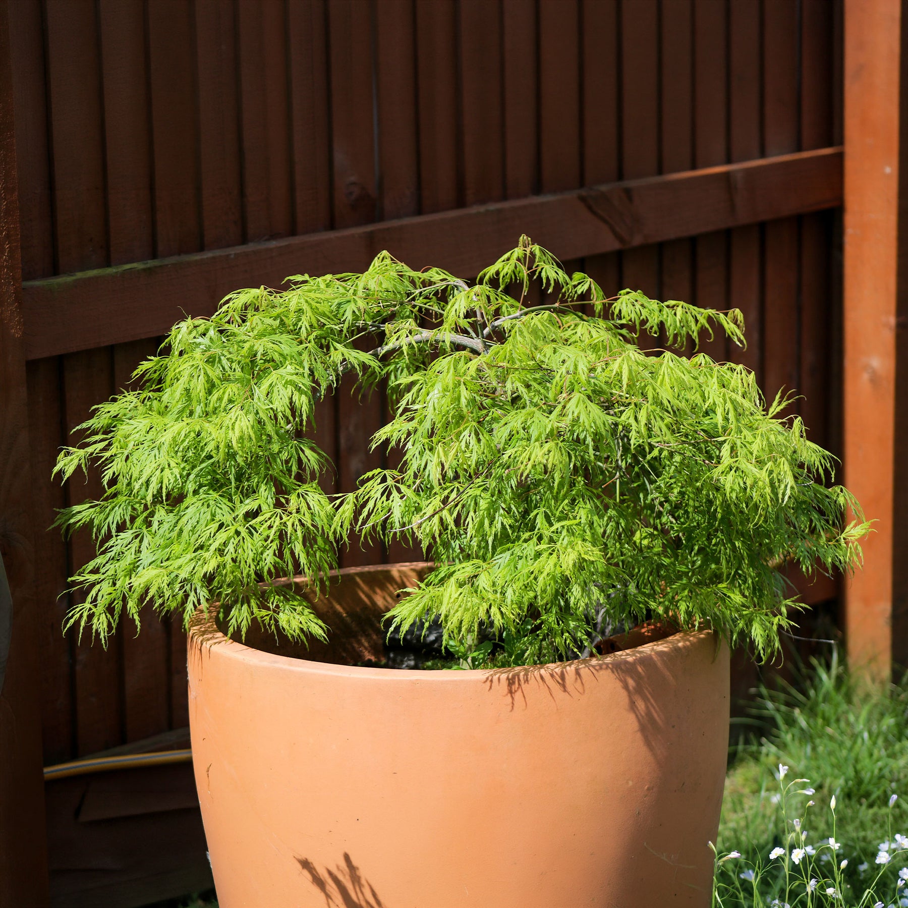 Japanse esdoorn 'Emerald Lace' - Willemse