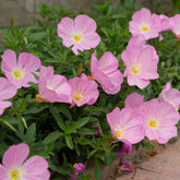 Teunisbloem 'Siskiyou Pink' (x2) roze - Willemse