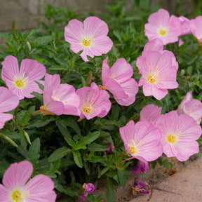 Teunisbloem 'Siskiyou Pink' (x2) roze - Willemse