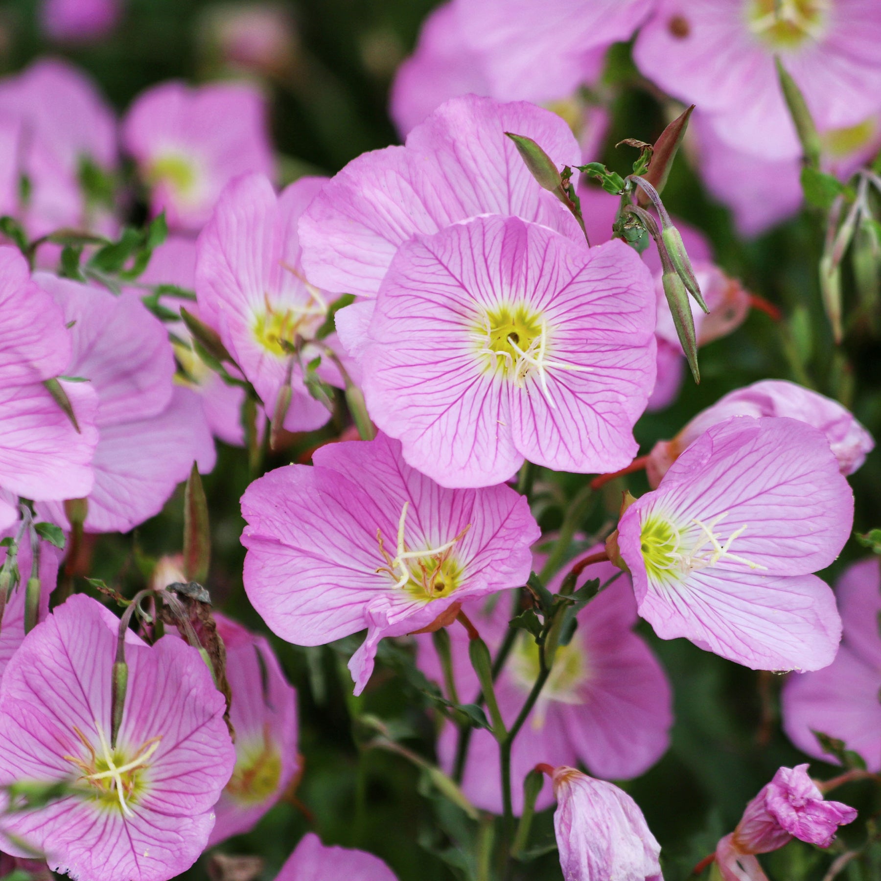 Oenothera speciosa Siskiyou Pink - Teunisbloem 'Siskiyou Pink' (x2) roze - Vaste planten