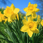 Narcis 'Dutch Master' (x5) - Narcissus 'dutch master' - Willemse
