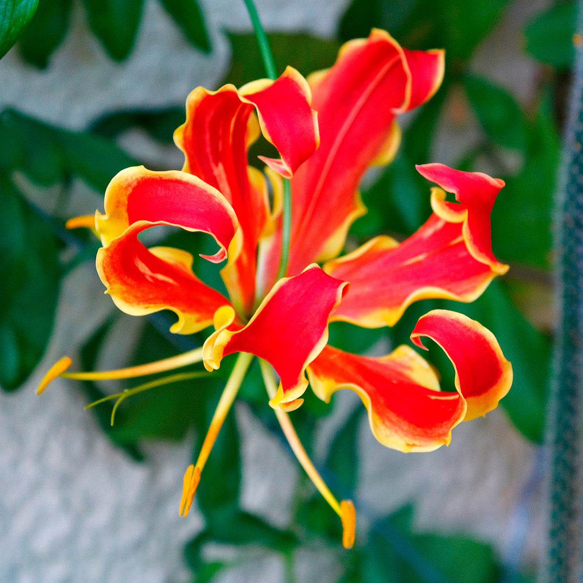 Klimlelie 'Rothschildiana' (x2) - Gloriosa superba  'rothschildiana' - Willemse