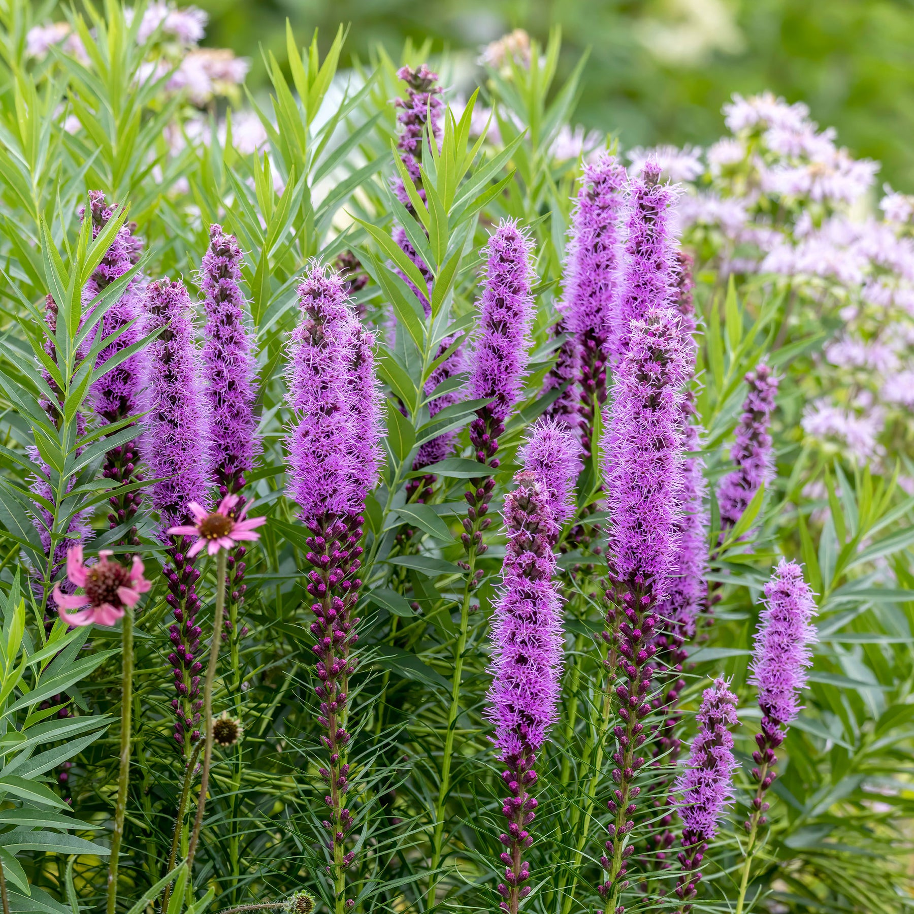 Natuurlijke bloembollenbedden - Lampenpoetser (x25) - Liatris spicata
