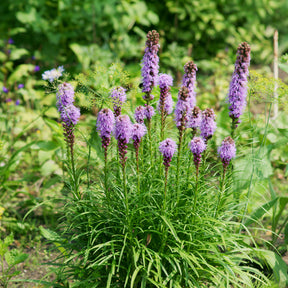 Lampenpoetser (x25) - Willemse