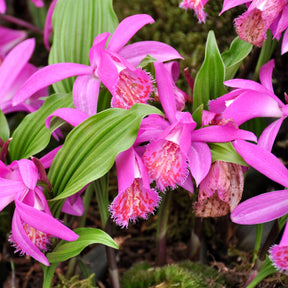 Tuinorchidee 'Tongariro' - Pleione tongariro - Willemse