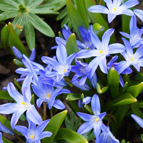 Sneeuwroem 'Blue Giant' (x10) - Willemse