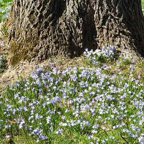 Chionodoxa forbesii blue giant - Sneeuwroem 'Blue Giant' (x10) - Sneeuwroem