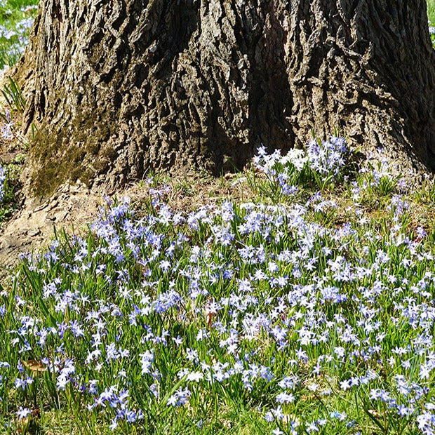 Chionodoxa forbesii blue giant - Sneeuwroem 'Blue Giant' (x10) - Sneeuwroem