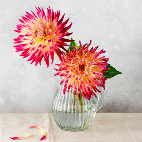 Dahlia 'Tahiti Sunrise' (x3) - Dahlia 'tahiti sunrise' - Willemse
