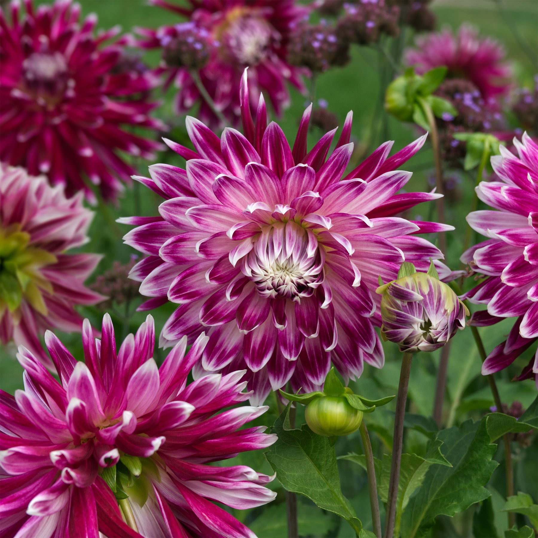 Dahlia 'Vancouver' (x3) - Dahlia 'vancouver' - Willemse