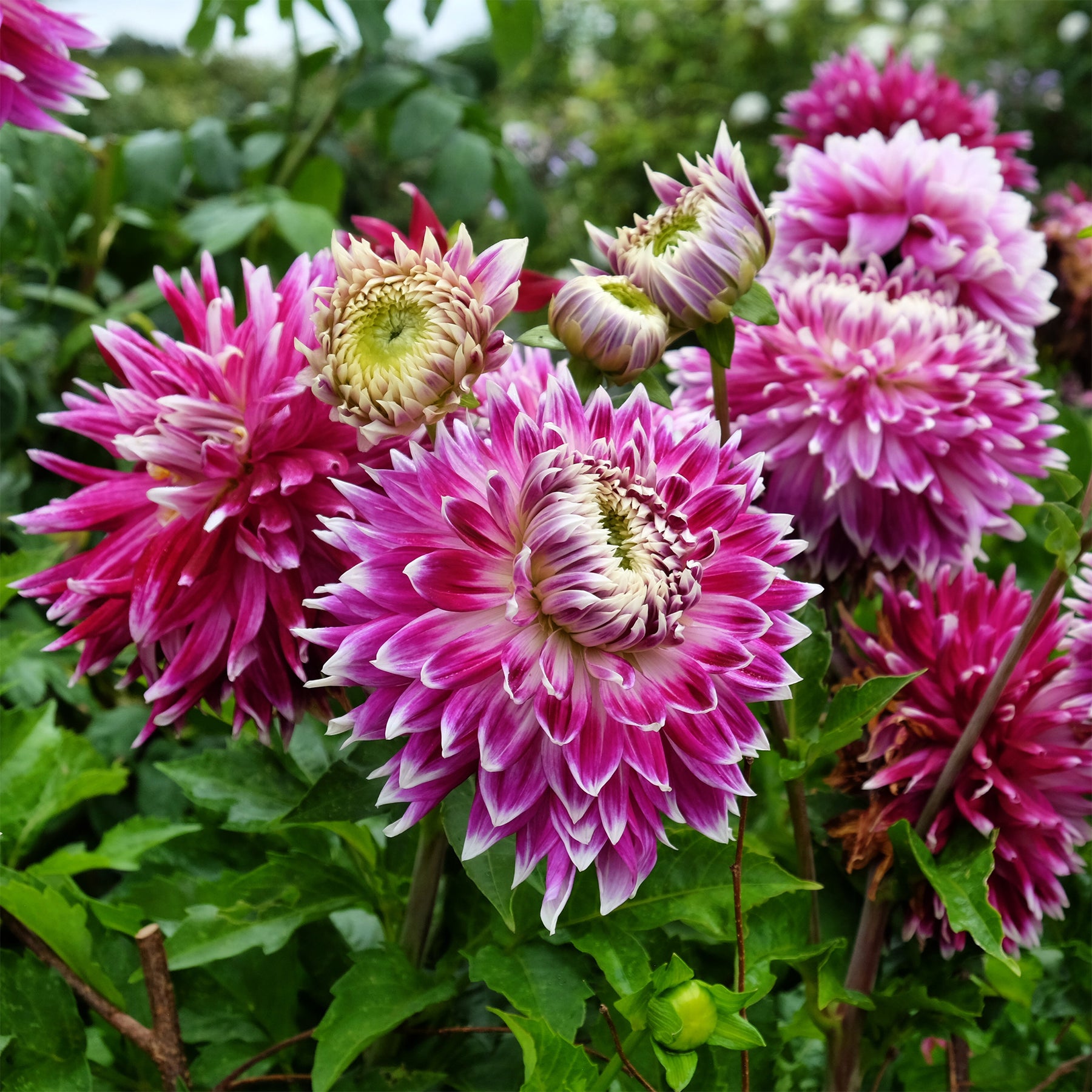 Dahlia  - Dahlia 'Vancouver' (x3) - Dahlia 'vancouver'