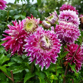 Dahlia  - Dahlia 'Vancouver' (x3) - Dahlia 'vancouver'