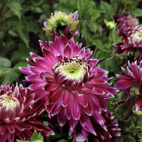 Dahlia 'vancouver' - Dahlia 'Vancouver' (x3) - Dahlia 