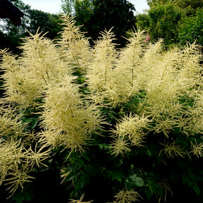 Geitenbaard - Aruncus dioicus - Willemse