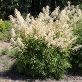 Verkoop Geitenbaard - Aruncus dioicus