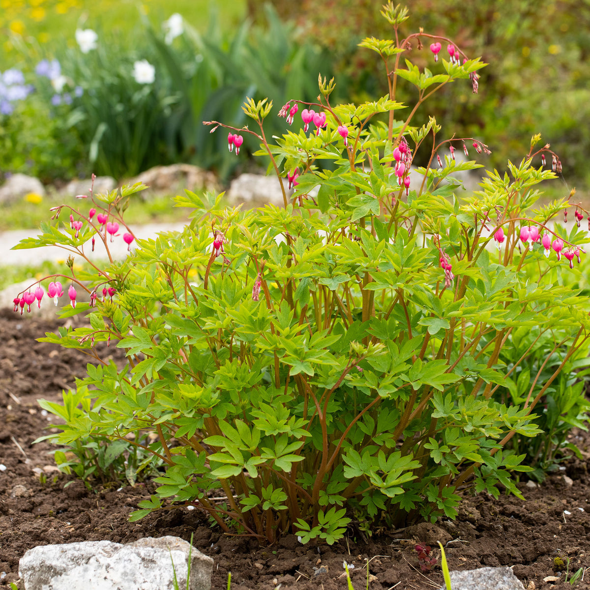 Gebroken hartje - Dicentra spectabilis - Willemse