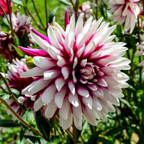 Dahlia 'rebecca's world' - Dahlia 'Rebecca's World' (x3) - Dahlia 