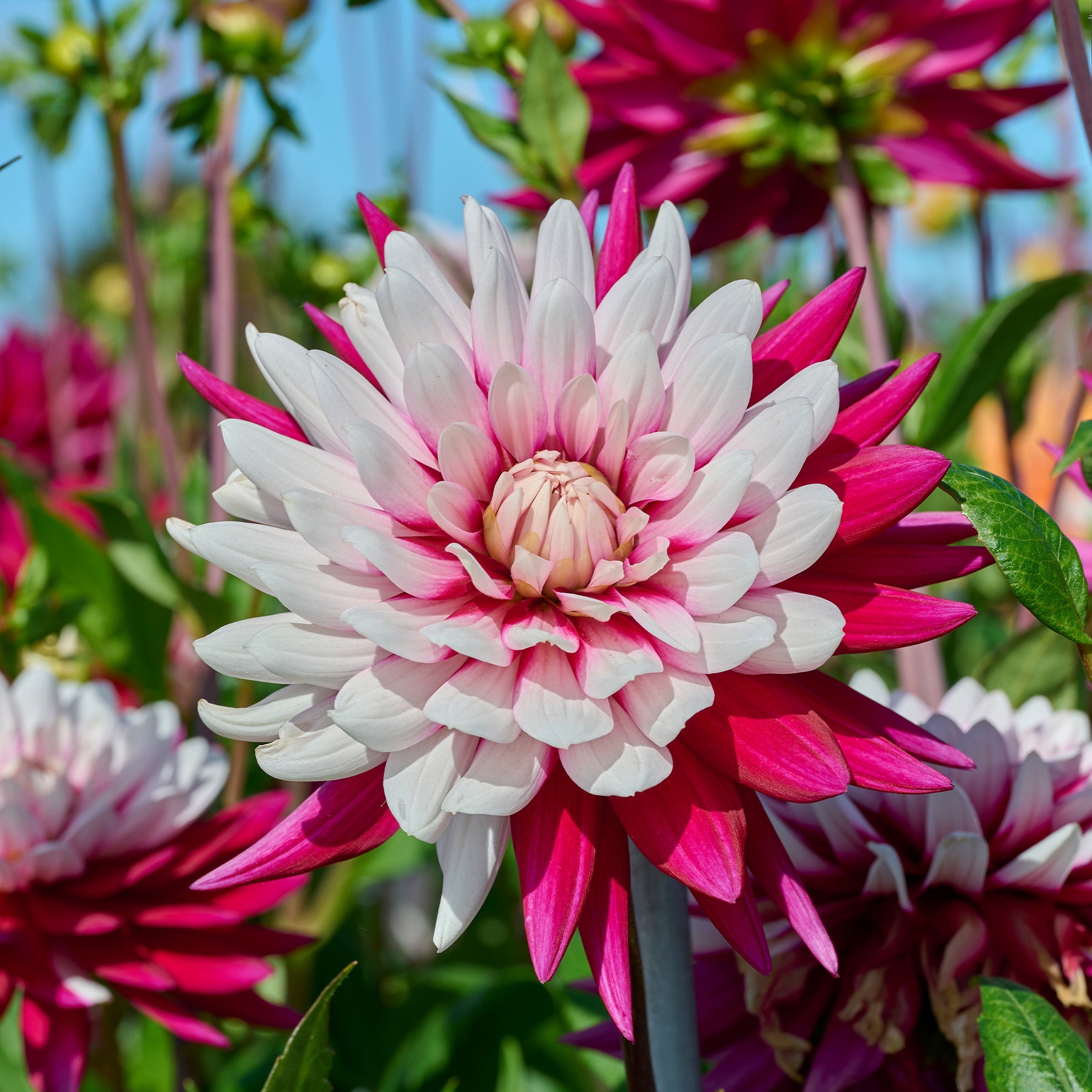 Dahlia 'Rebecca's World' (x3) - Willemse