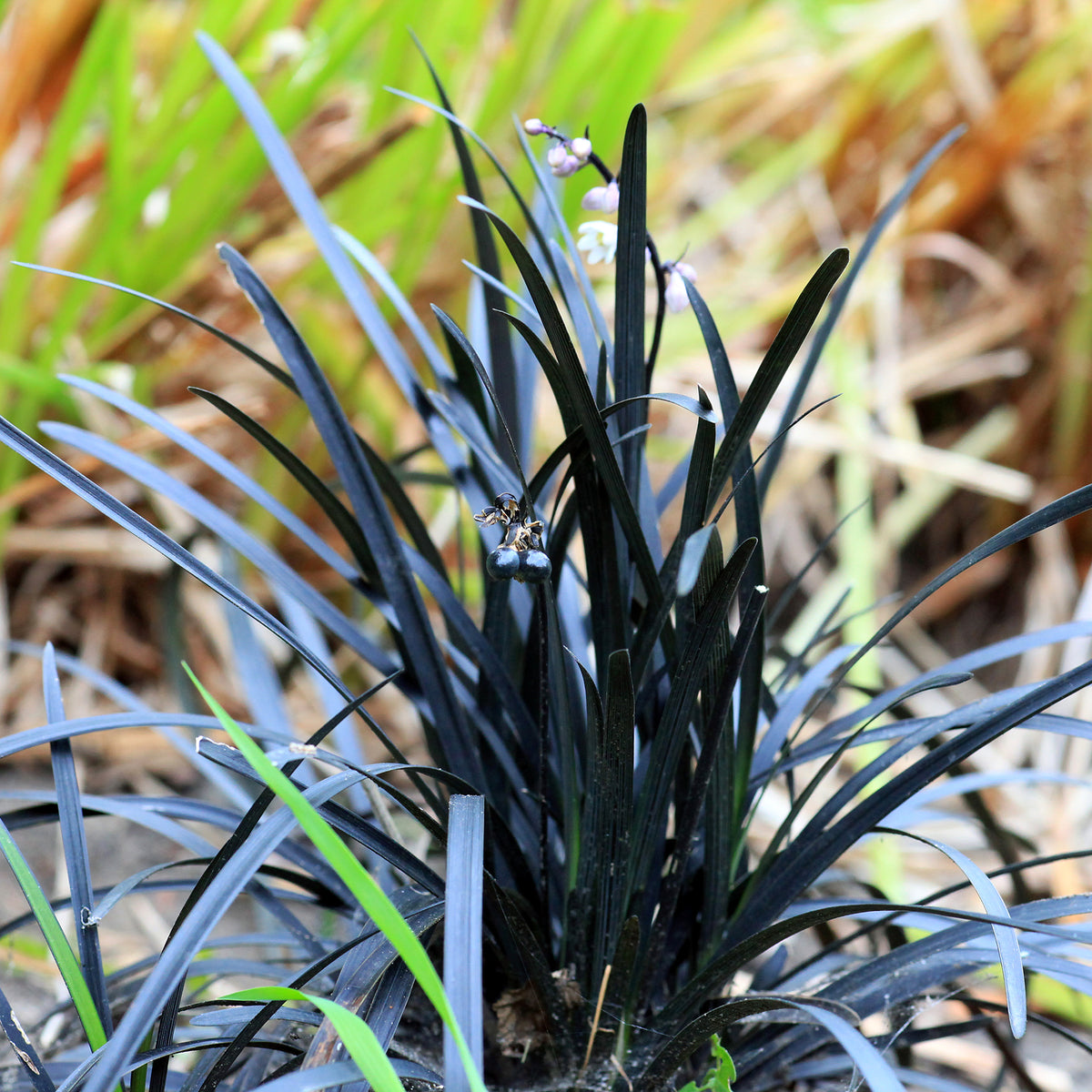 Verkoop Slangenbaard 'Nigrescens' - Ophiopogon planiscapus Niger