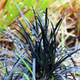 Verkoop Slangenbaard 'Nigrescens' - Ophiopogon planiscapus Niger