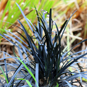 Slangenbaard 'Nigrescens' - Bodembedekkers - Willemse