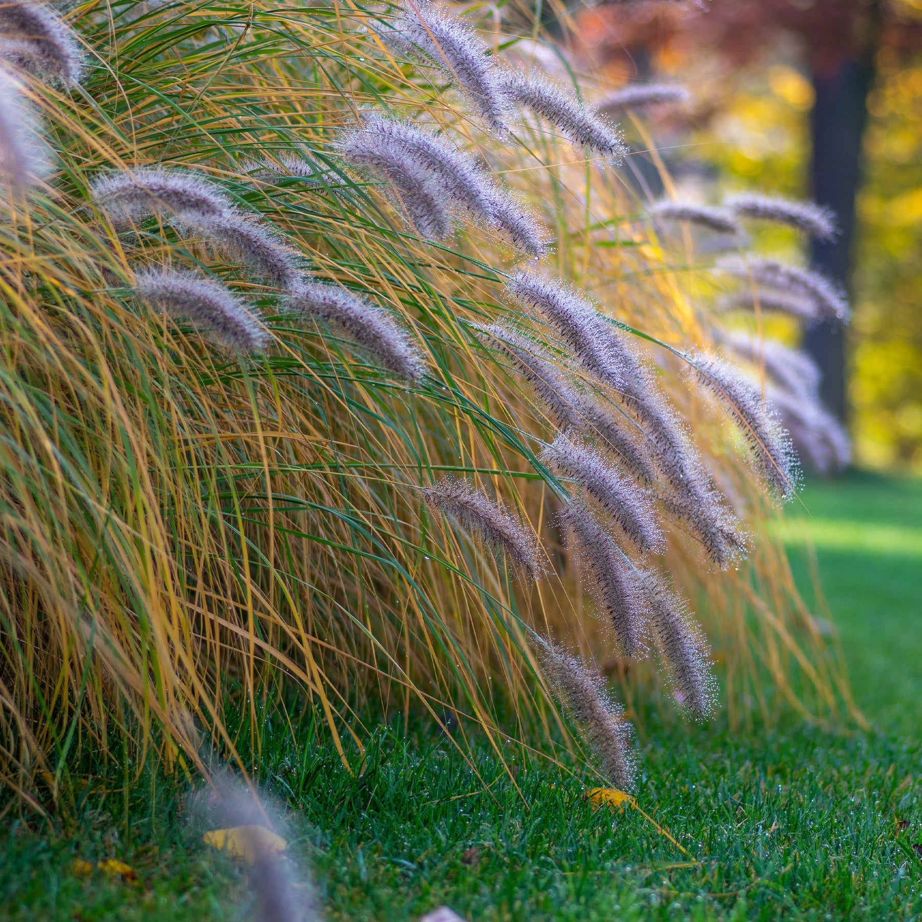 Verkoop Lampenpoetsersgras 'Hameln' - Pennisetum alopecuroides Hameln