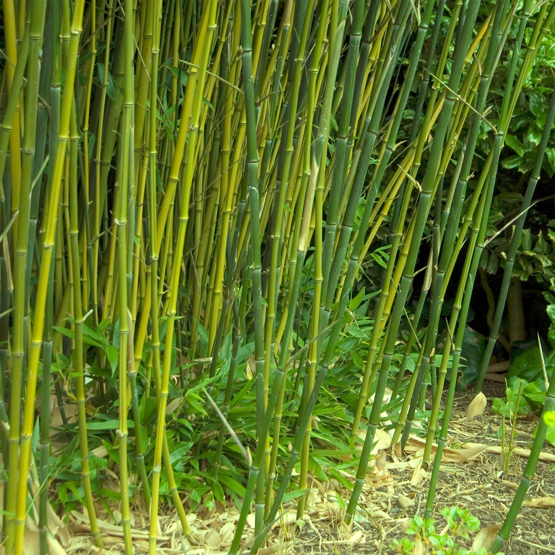 Bamboe Phyllostachys - Phyllostachys bissetii - Willemse