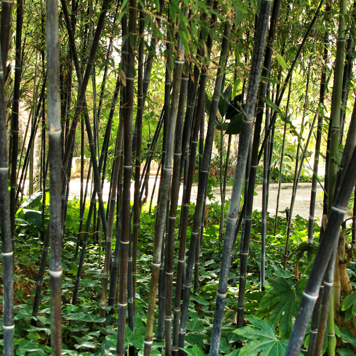 Zwarte bamboe Phyllostachys - Phyllostachys nigra - Willemse