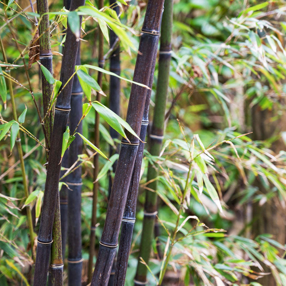Zwarte bamboe Phyllostachys - Willemse