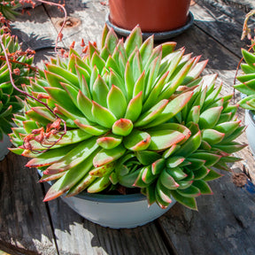Echeveria - Willemse