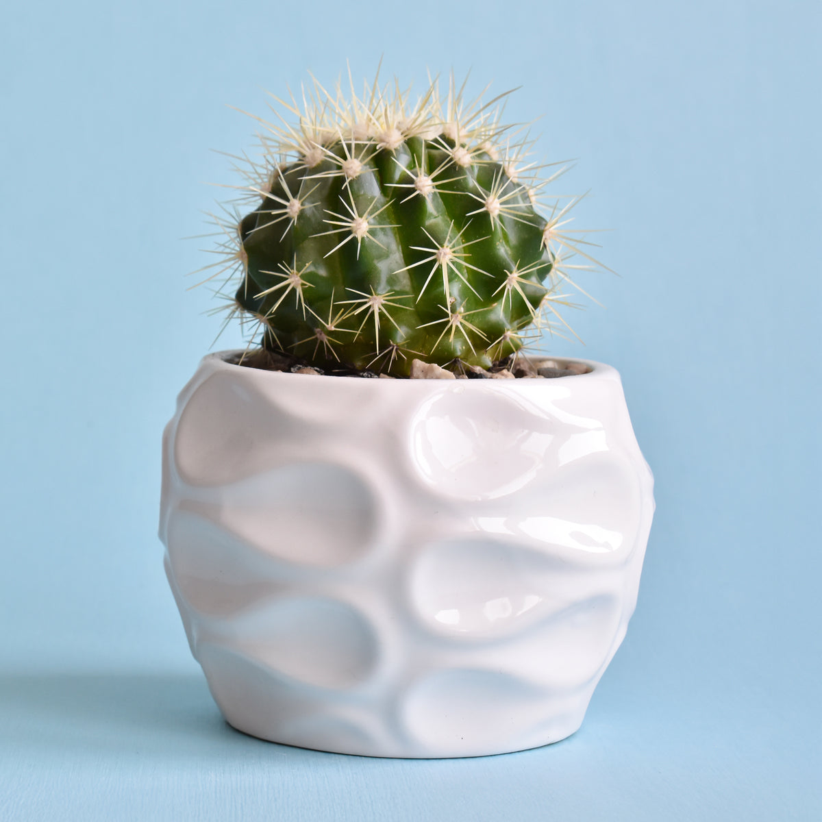 Schoonmoedersstoel - Cactus Echinocactus grusonii - Willemse